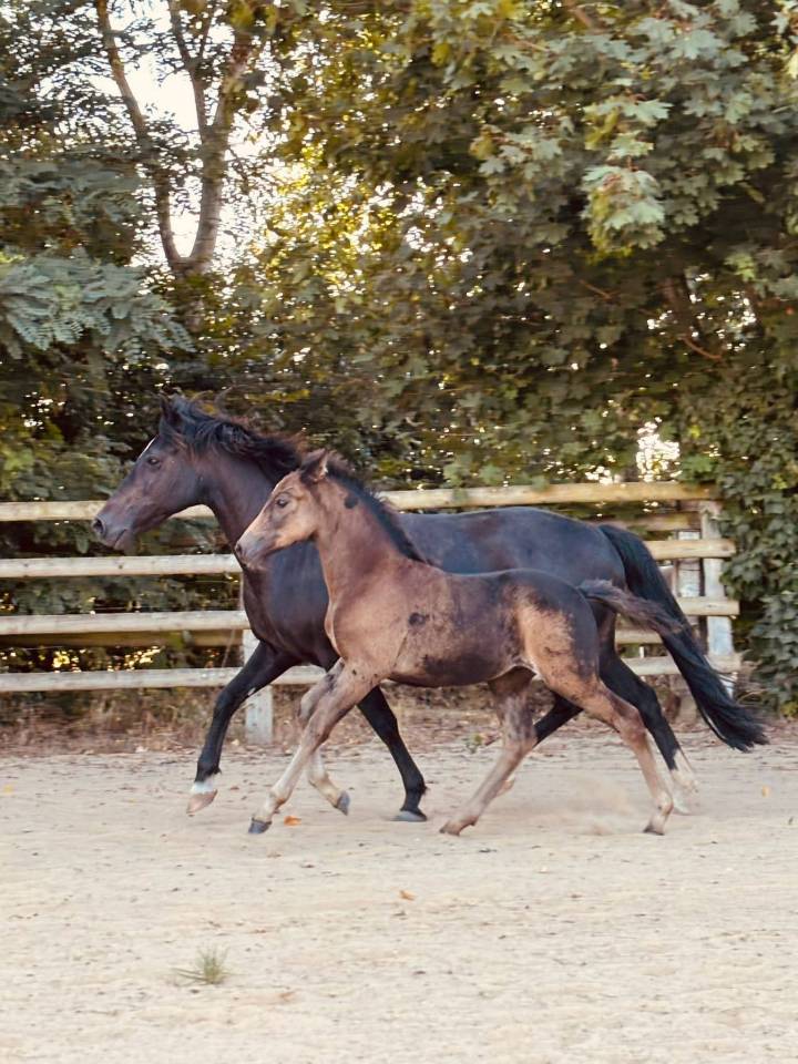 Veulen (ml) New Forest Te koop 2025 Isabel ,  L'ancelot du m&eacute;nage