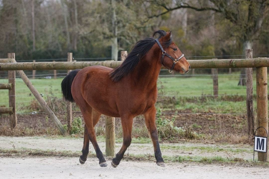 Merrie New Forest Te koop 2024 Donker bruin / bai ,  L'ancelot du m&eacute;nage