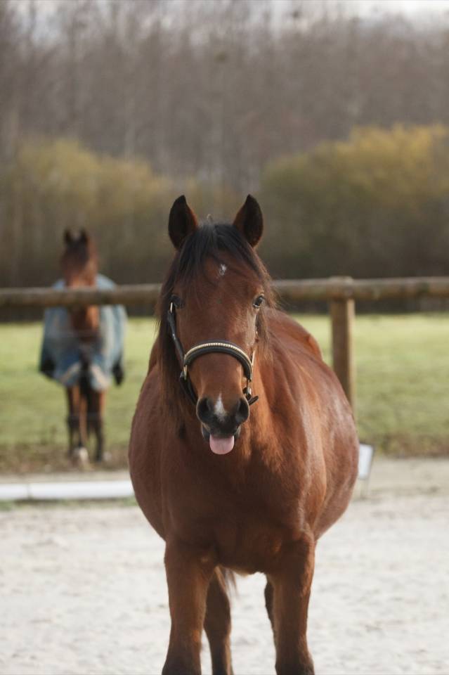 Merrie New Forest Te koop 2024 Donker bruin / bai ,  L'ancelot du m&eacute;nage