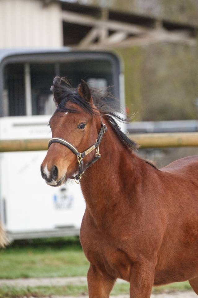 Merrie New Forest Te koop 2024 Donker bruin / bai ,  L'ancelot du m&eacute;nage