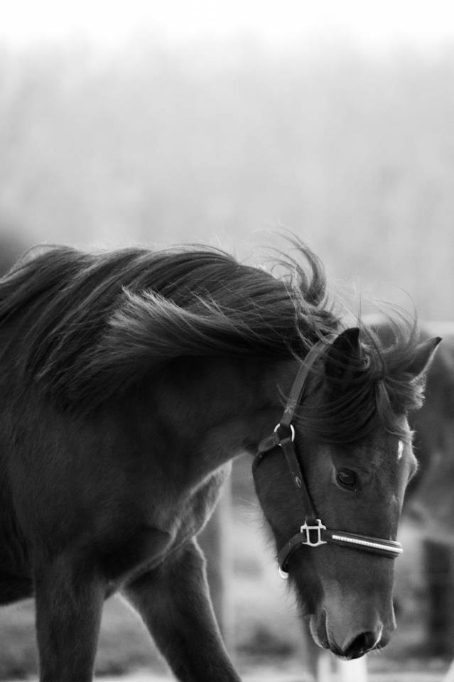 Merrie New Forest Te koop 2024 Donker bruin / bai ,  L'ancelot du m&eacute;nage