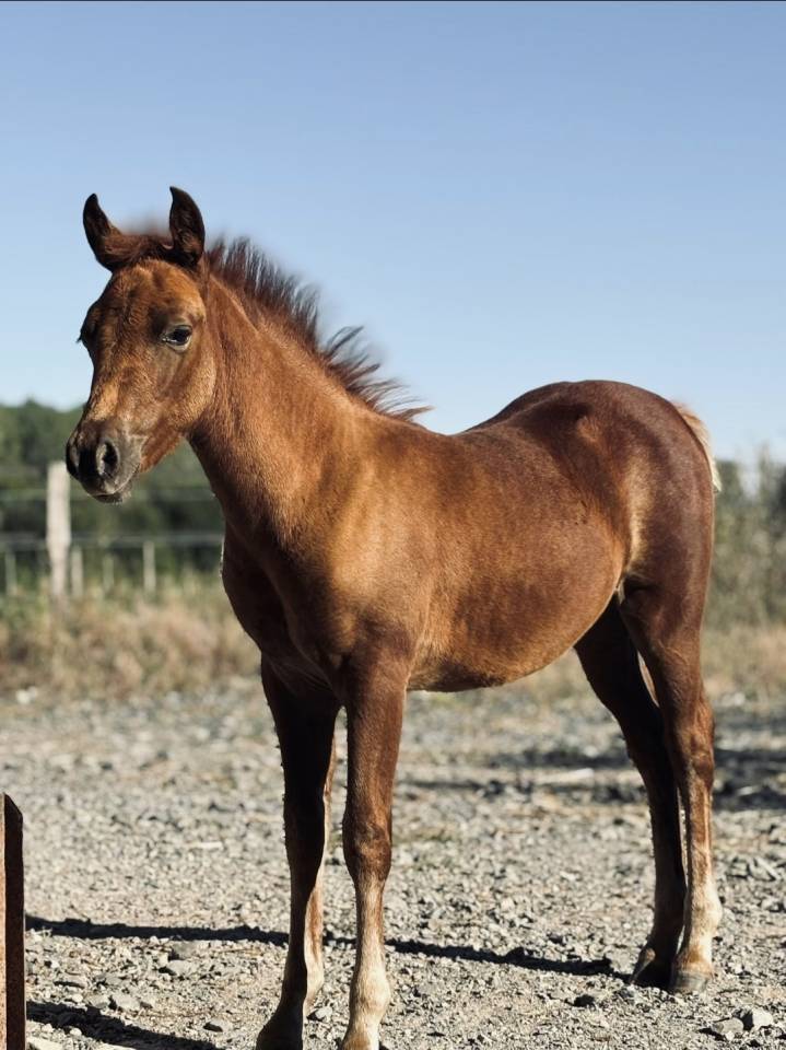 Veulen (vr) New Forest Te koop 2025 Vos ,  L'ancelot du m&eacute;nage