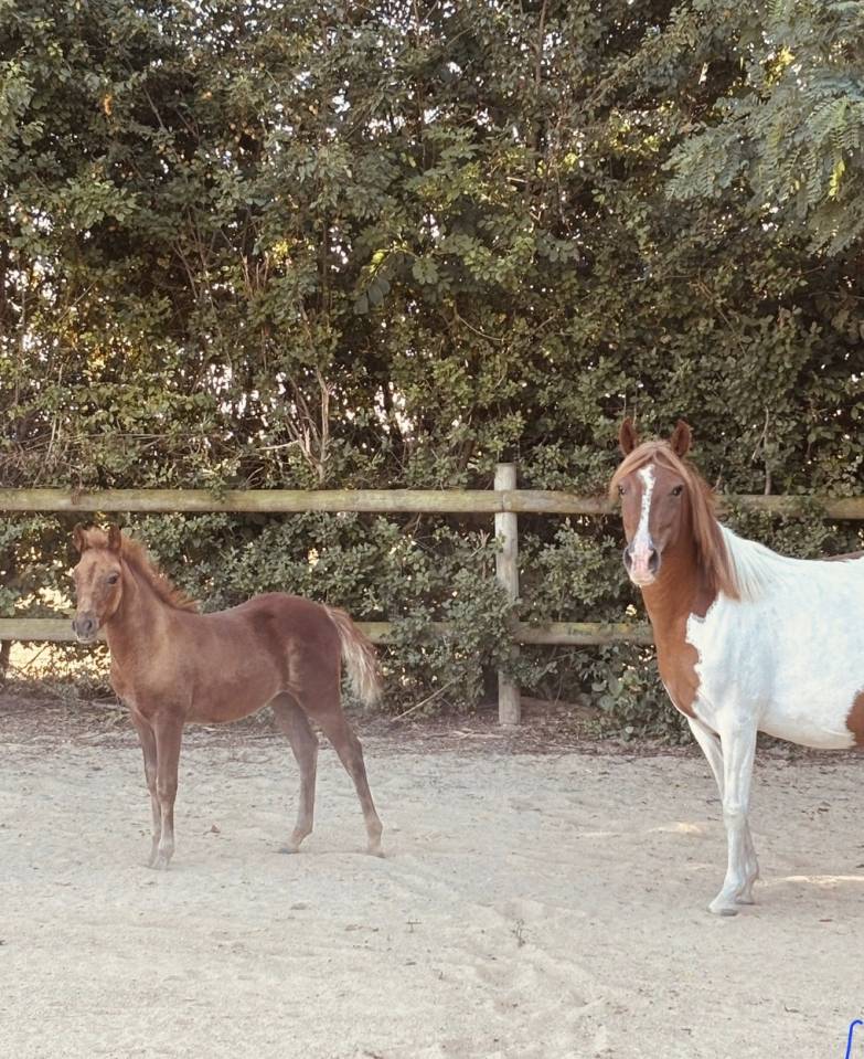 Veulen (vr) New Forest Te koop 2025 Vos ,  L'ancelot du m&eacute;nage