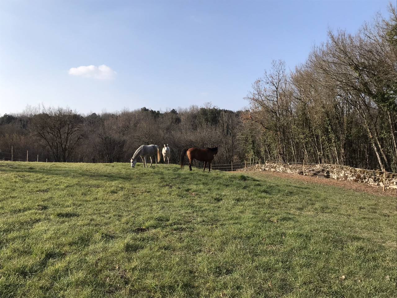 Hippisch vastgoed Koop Charente