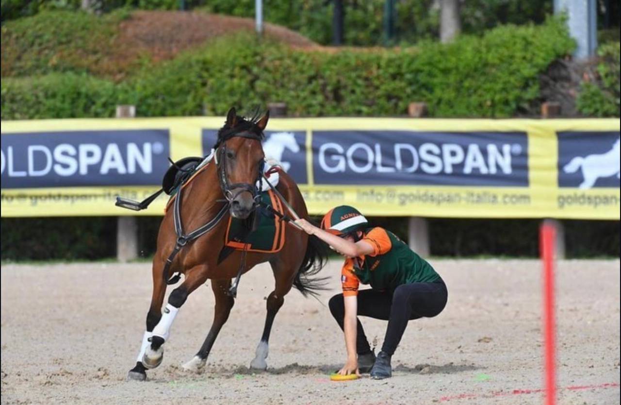 Merrie Belgische pony Te koop 2014 Donker bruin / bai