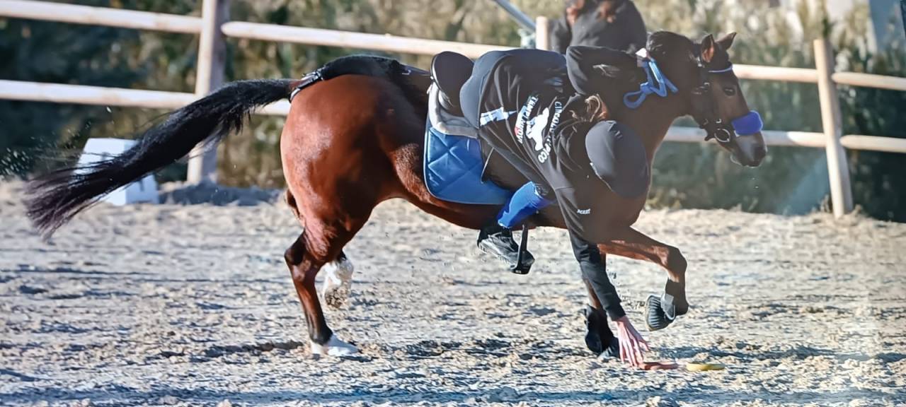 Merrie Belgische pony Te koop 2014 Donker bruin / bai