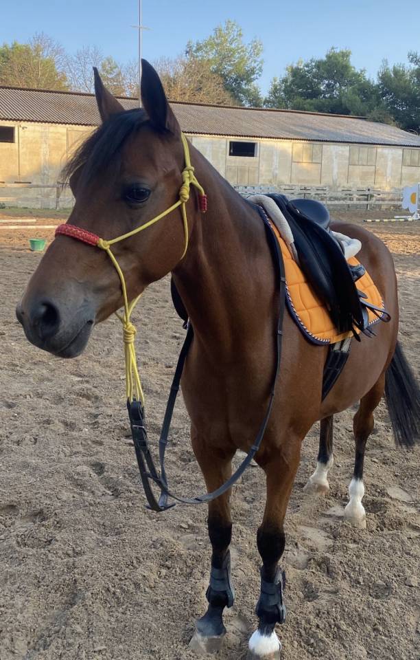 Merrie Belgische pony Te koop 2014 Donker bruin / bai