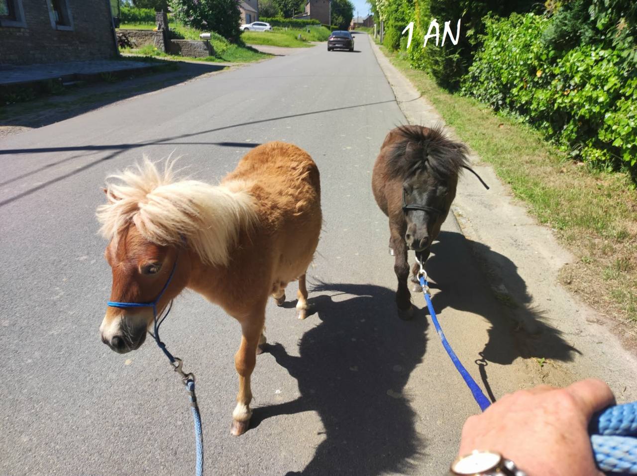 Ruin Shetland Te koop 2024 Vos