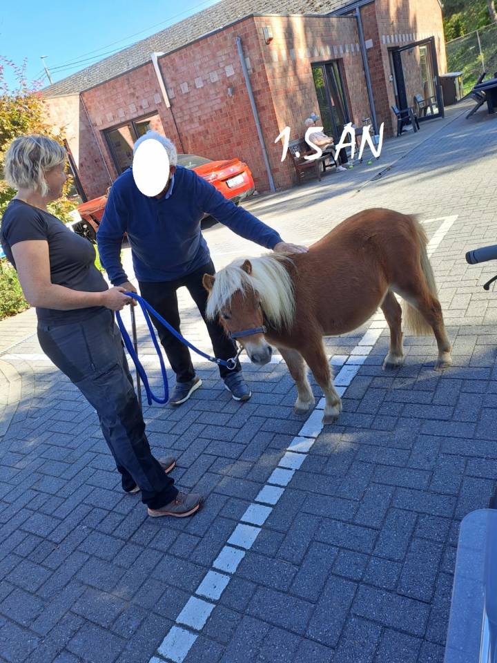 Ruin Shetland Te koop 2024 Vos