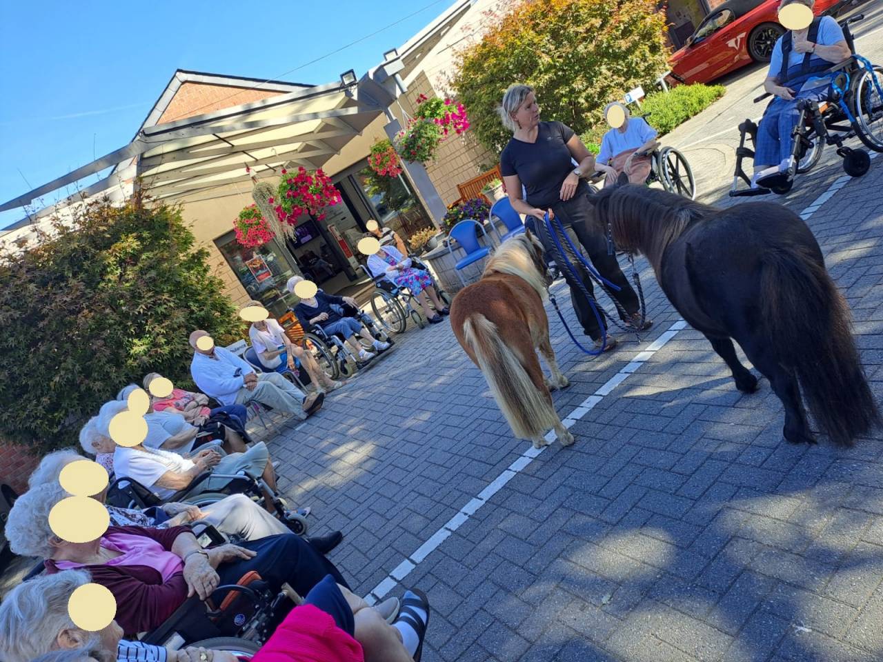 Ruin Shetland Te koop 2024 Vos