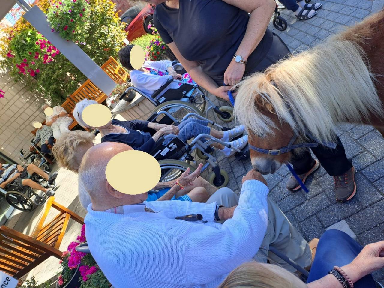 Ruin Shetland Te koop 2024 Vos