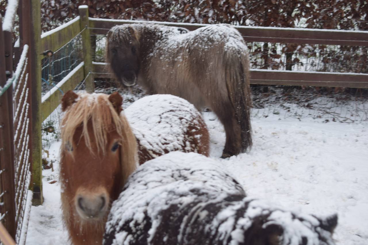 Ruin Shetland Te koop 2024 Vos