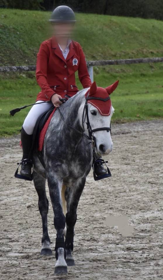 Ruin Franse rijpony PFS Te koop 2019 Schimmel