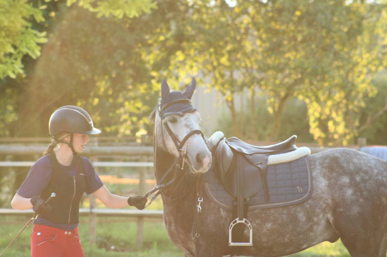 Ruin Franse rijpony PFS Te koop 2019 Schimmel