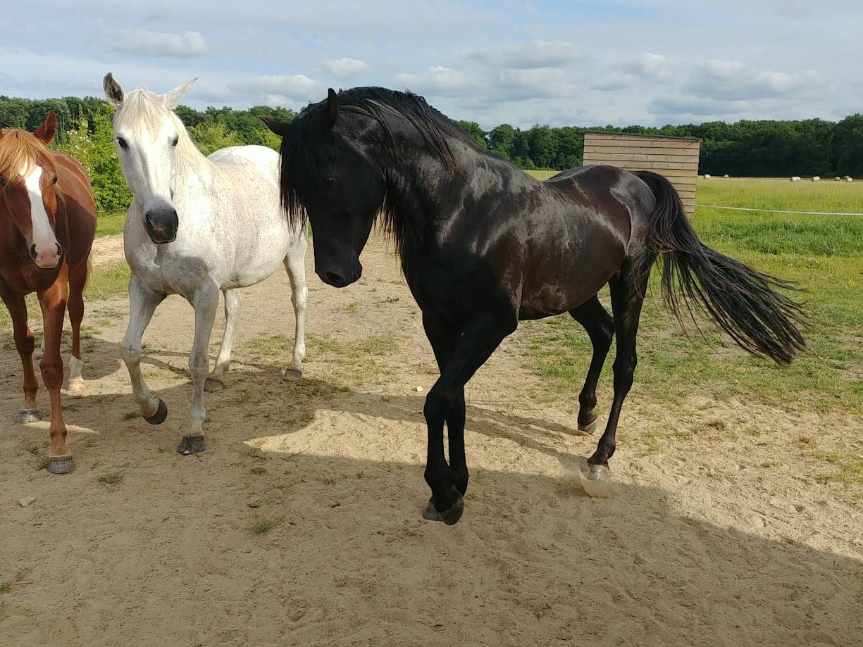 Veulen (ml) Arabier Te koop 2025 Schimmel ,  RAMSES ORIENTAL, AR