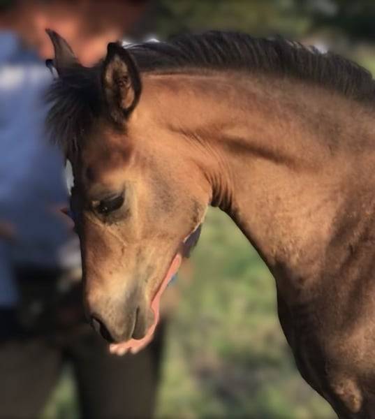 Veulen (ml) Arabier Te koop 2025 Schimmel ,  RAMSES ORIENTAL, AR