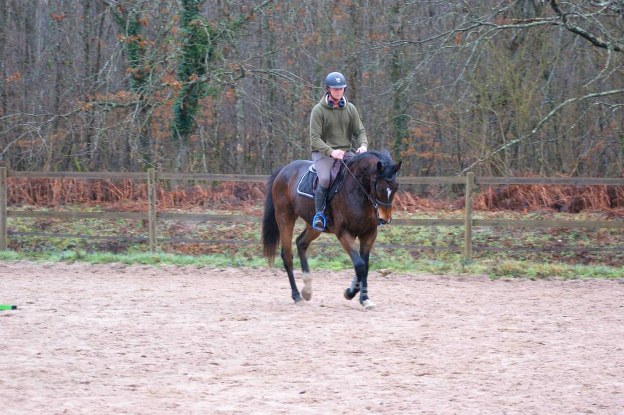 Ruin Volbloed Te koop 2020 Donker bruin / bai