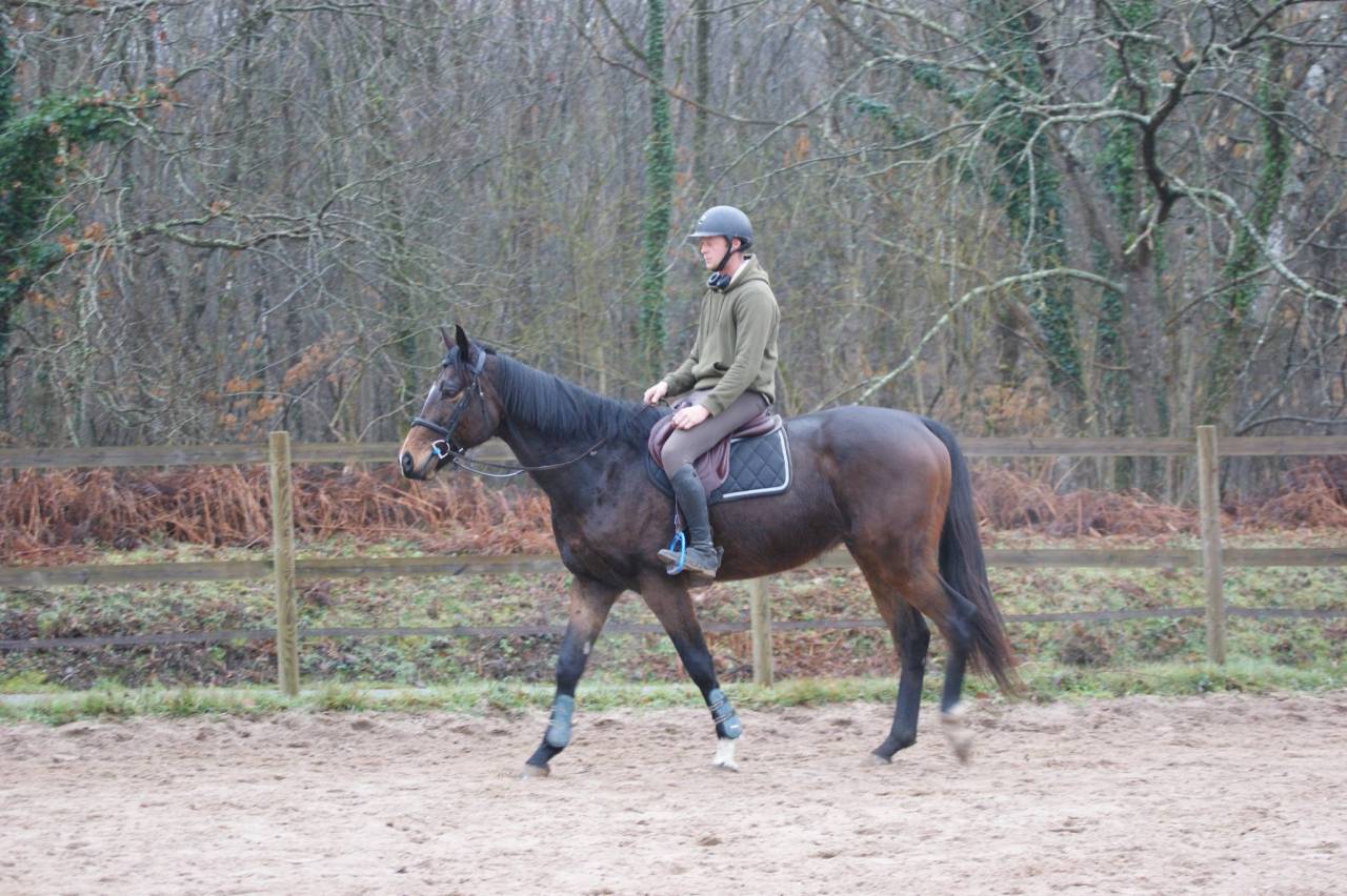 Ruin Volbloed Te koop 2020 Donker bruin / bai