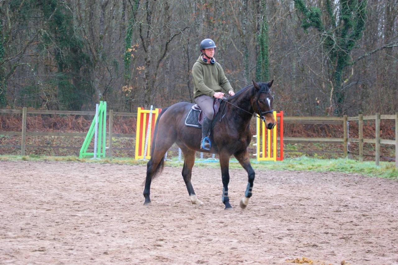 Ruin Volbloed Te koop 2020 Donker bruin / bai