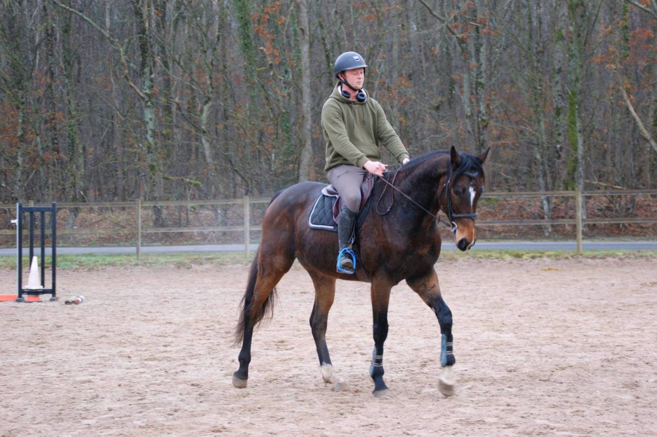 Ruin Volbloed Te koop 2020 Donker bruin / bai