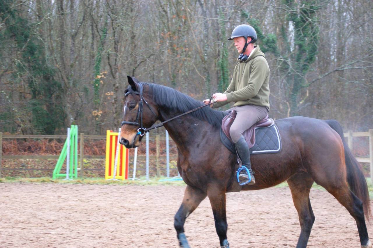 Ruin Volbloed Te koop 2020 Donker bruin / bai