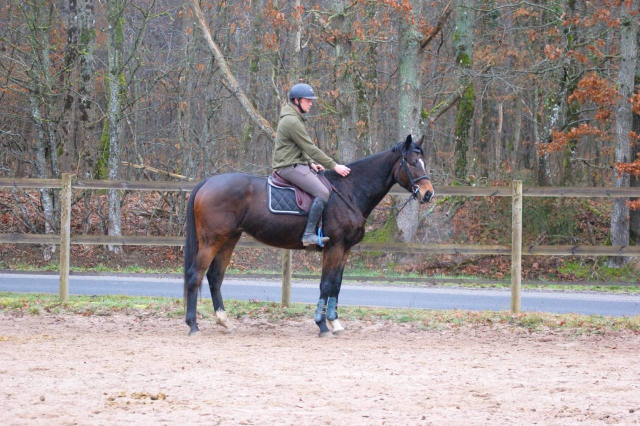 Ruin Volbloed Te koop 2020 Donker bruin / bai