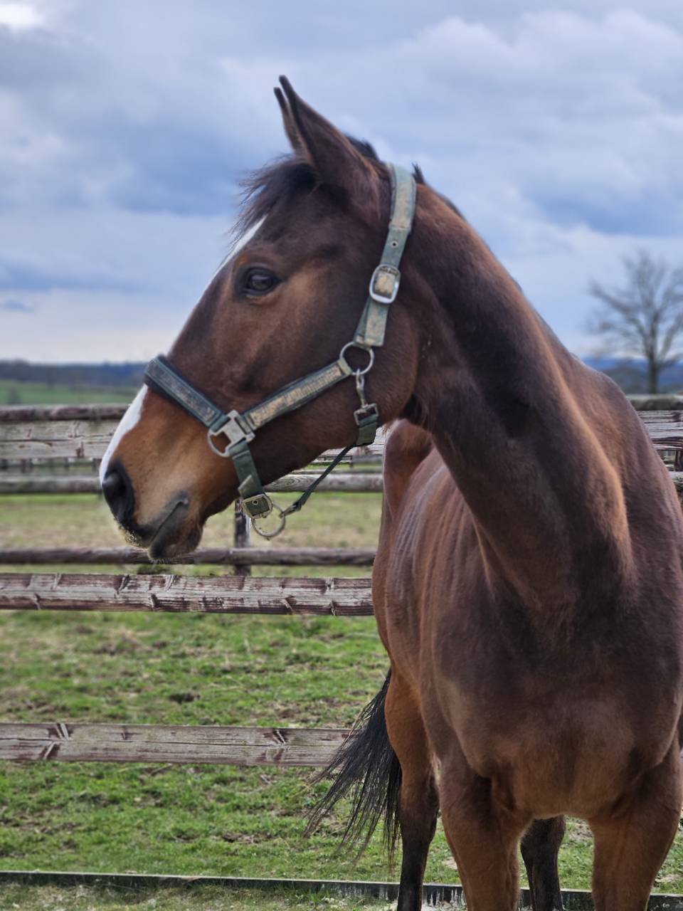 Merrie Volbloed Te koop 2021 Donker bruin / bai