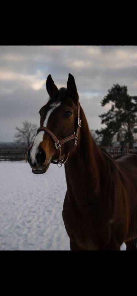 Merrie Volbloed Te koop 2021 Donker bruin / bai
