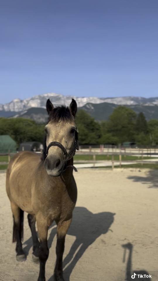 Ruin Connemara Te koop 2015 Isabel