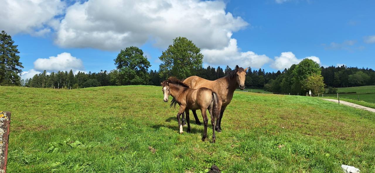 Veulen (vr) Franse rijpony PFS Te koop 2025 Isabel ,  Foly star de florys