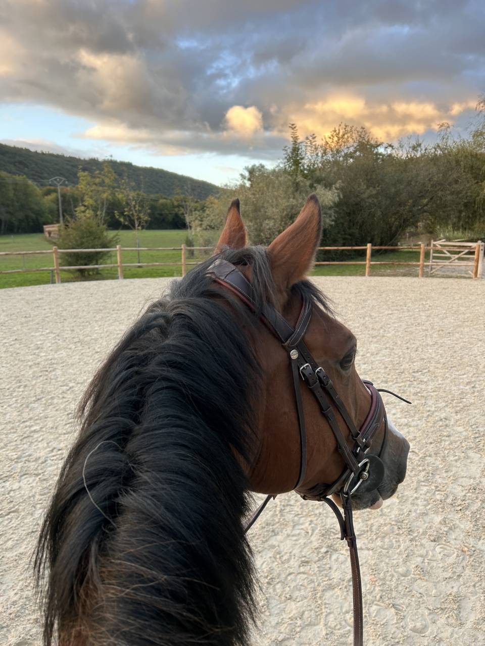 Ruin Selle Fran&ccedil;ais Te koop 2014 Donker bruin / bai ,  QUITE EASY