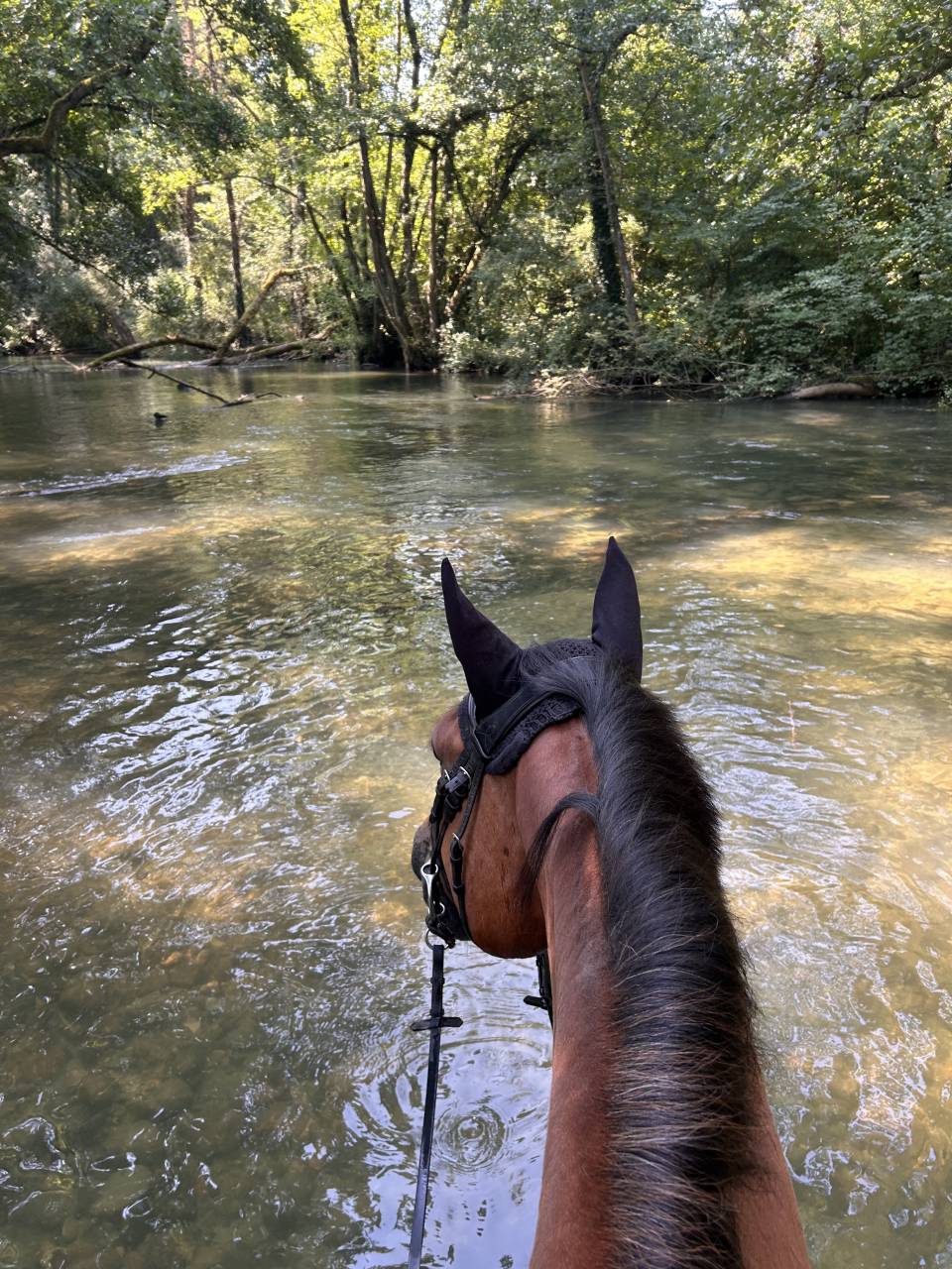 Ruin Selle Fran&ccedil;ais Te koop 2014 Donker bruin / bai ,  QUITE EASY
