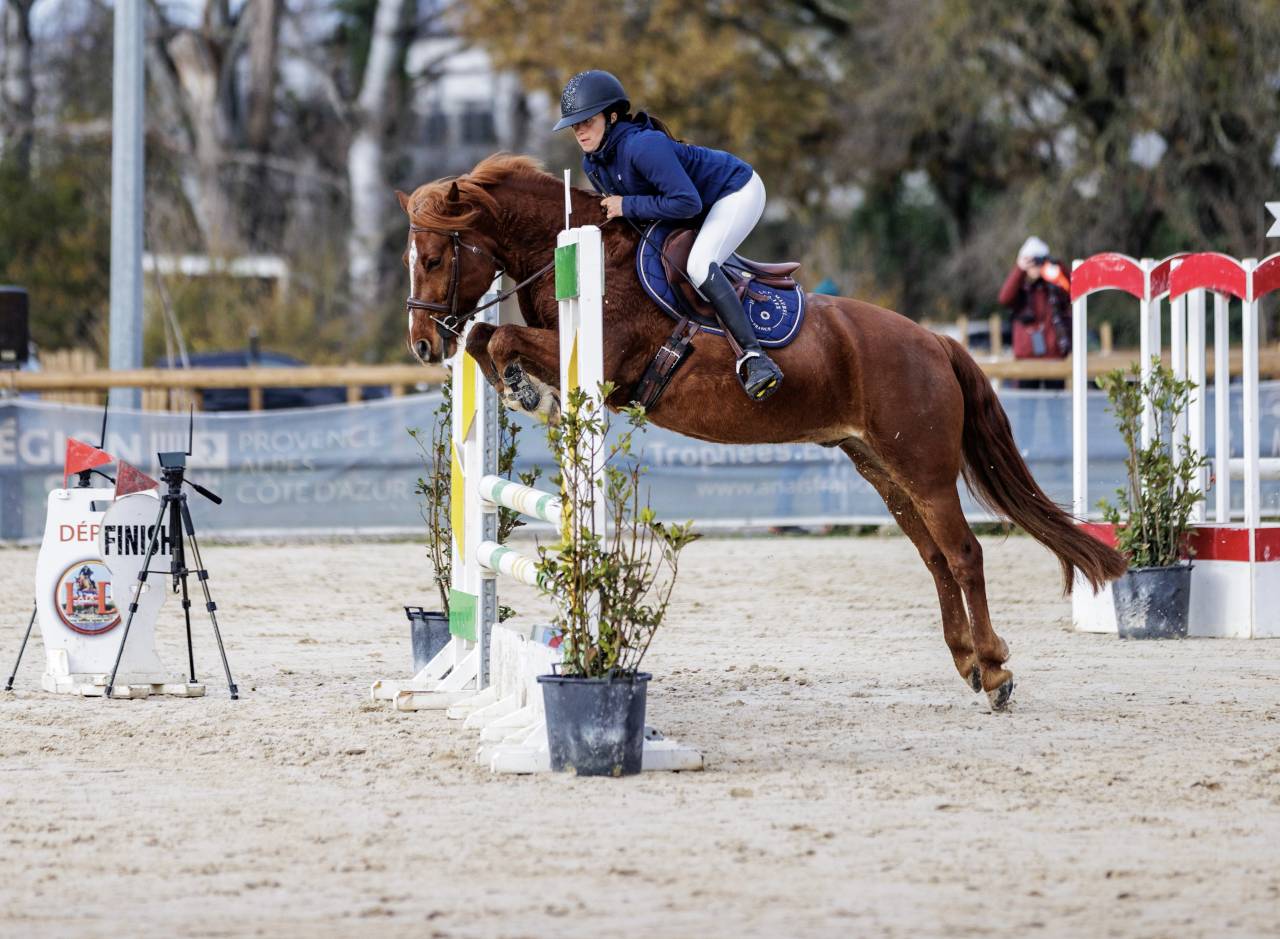 Ruin Franse rijpony PFS Te koop 2019 Vos