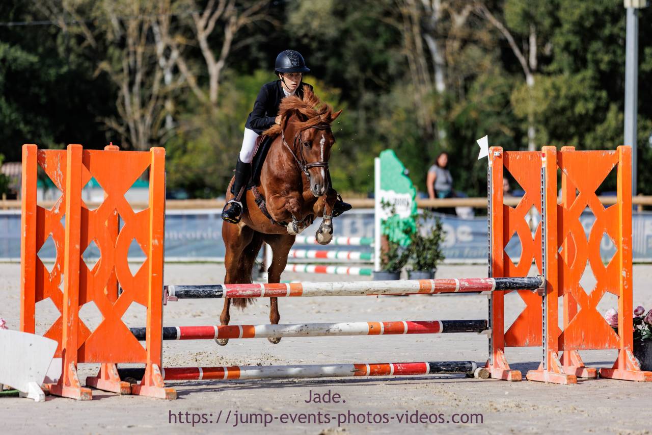 Ruin Franse rijpony PFS Te koop 2019 Vos