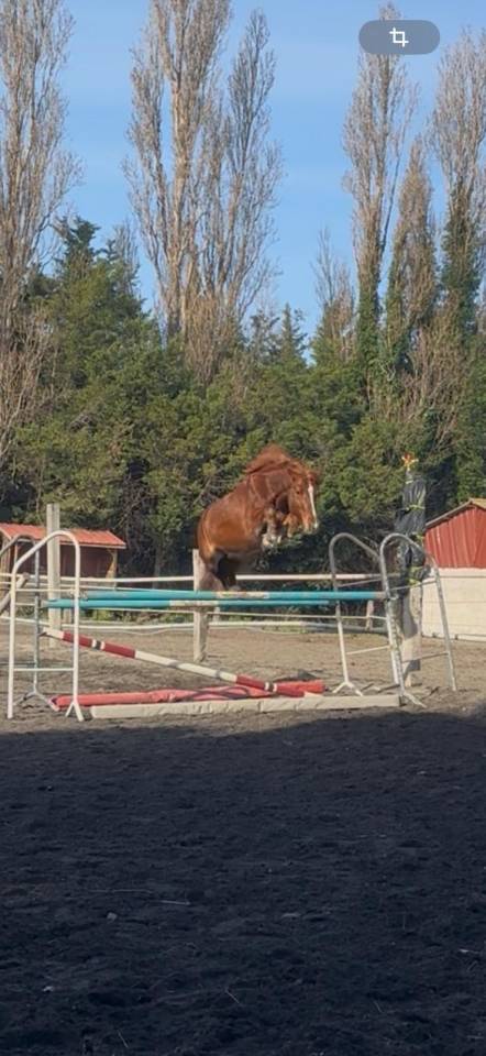 Ruin Franse rijpony PFS Te koop 2019 Vos