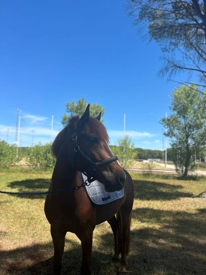 Ruin Franse rijpony PFS Te koop 2019 Vos