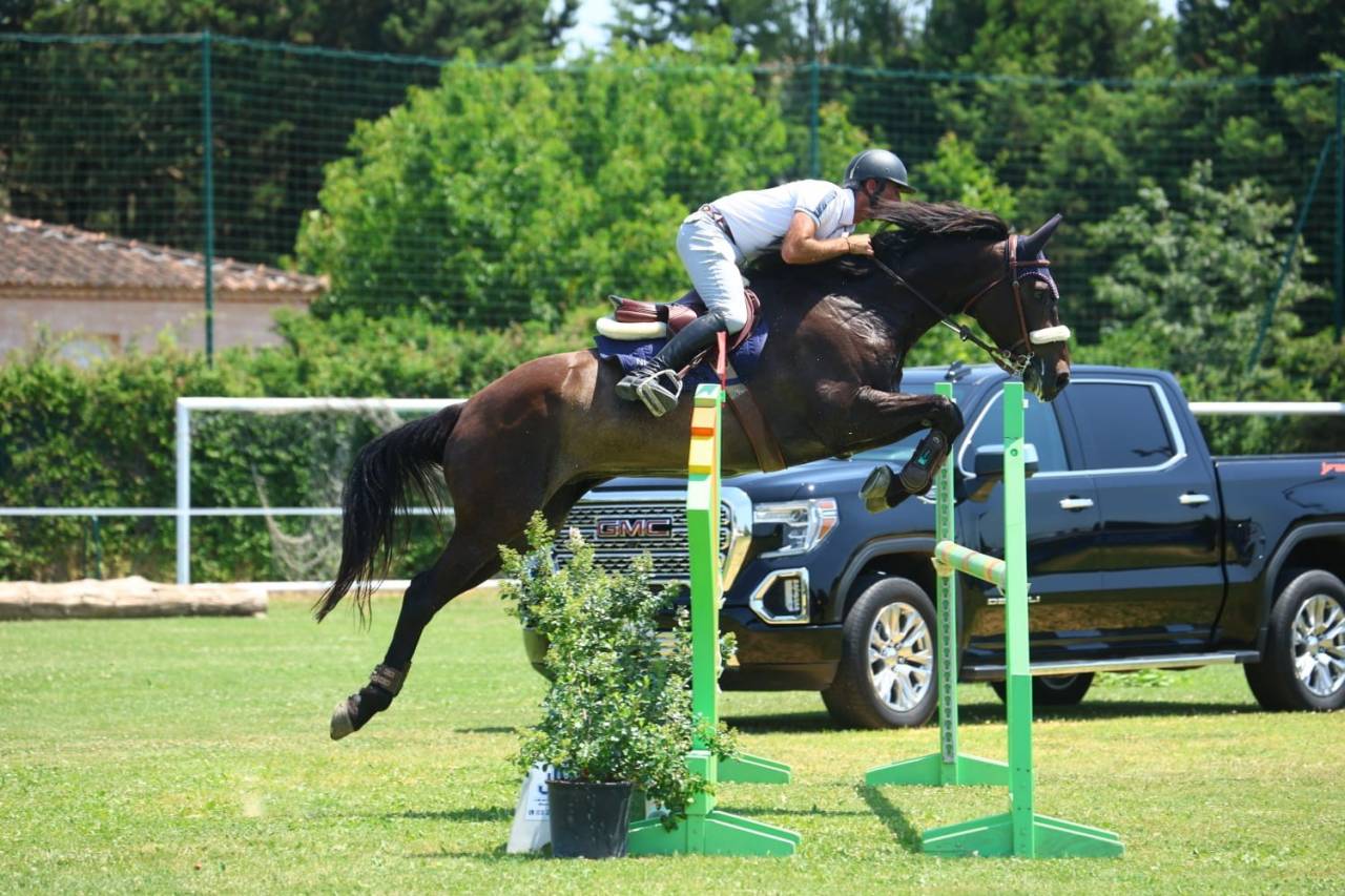 Ruin Selle Fran&ccedil;ais Te koop 2018 Bruin / Bai