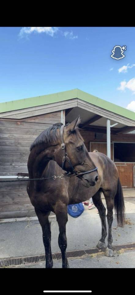 Ruin Selle Fran&ccedil;ais Te koop 2018 Bruin / Bai