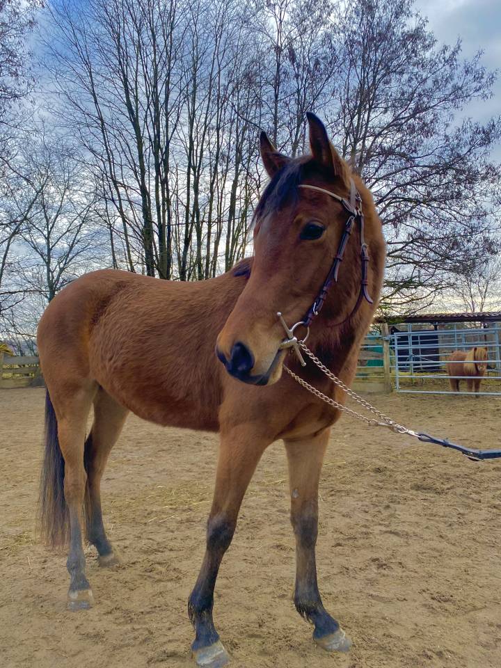 Merrie Nederlandse pony Te koop 2023 Donker bruin / bai