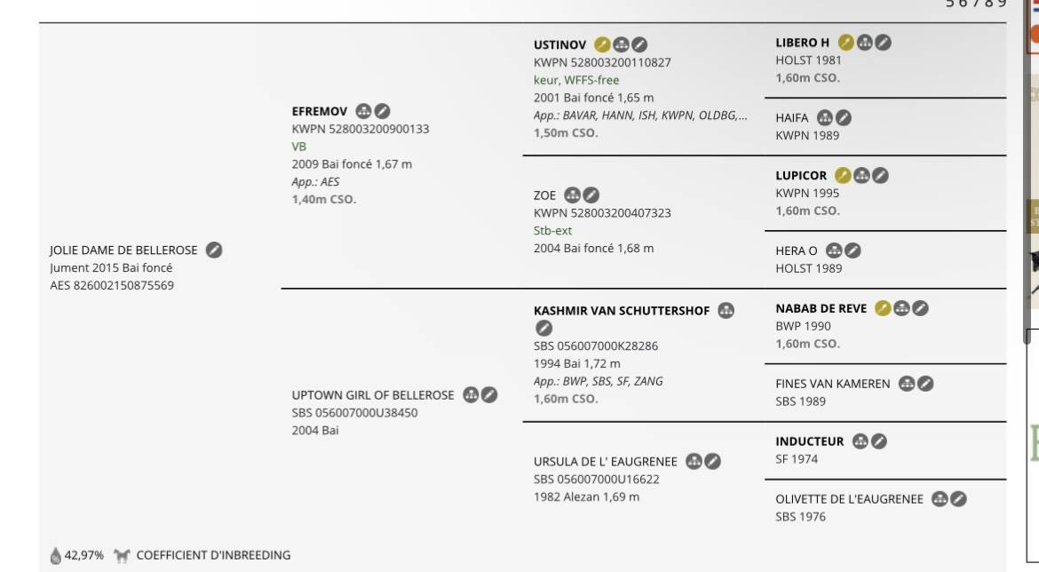 Merrie AES Anglo European Studbook Te koop 2015 Donker bruin / bai