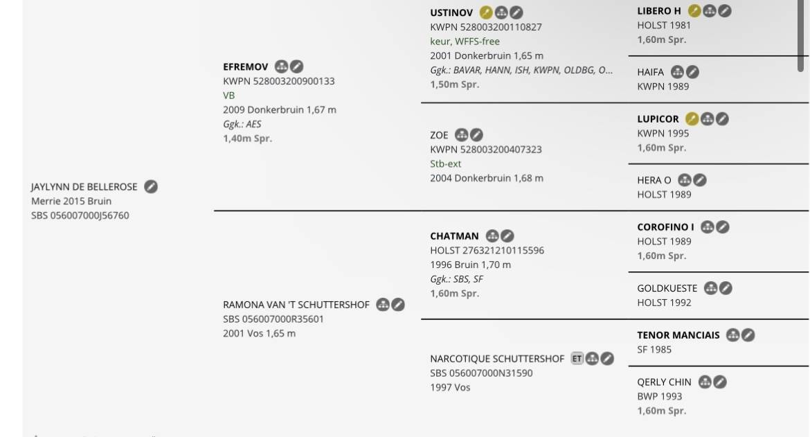 Merrie Belgisch sportpaard Te koop 2015 Donker bruin / bai