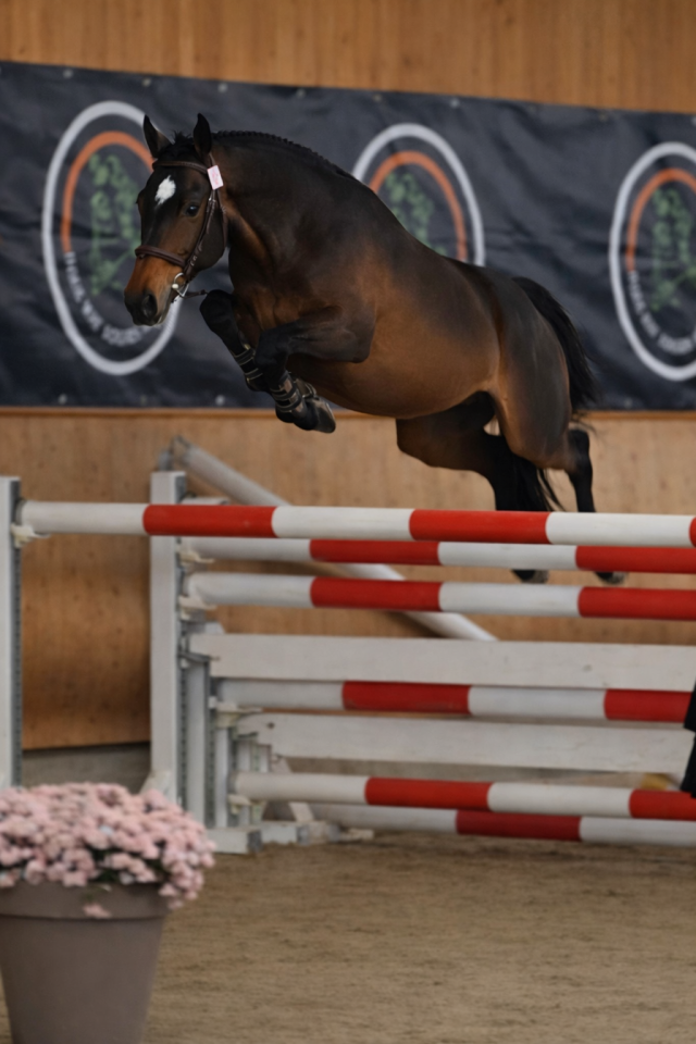 Dekhengst Franse rijpony PFS Te koop 2022 Donker bruin / bai