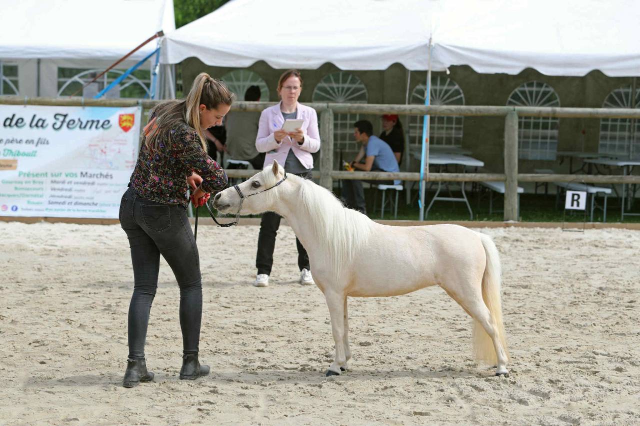 Merrie American Walking Te koop 2022 Palomino ,  Natsir Echo