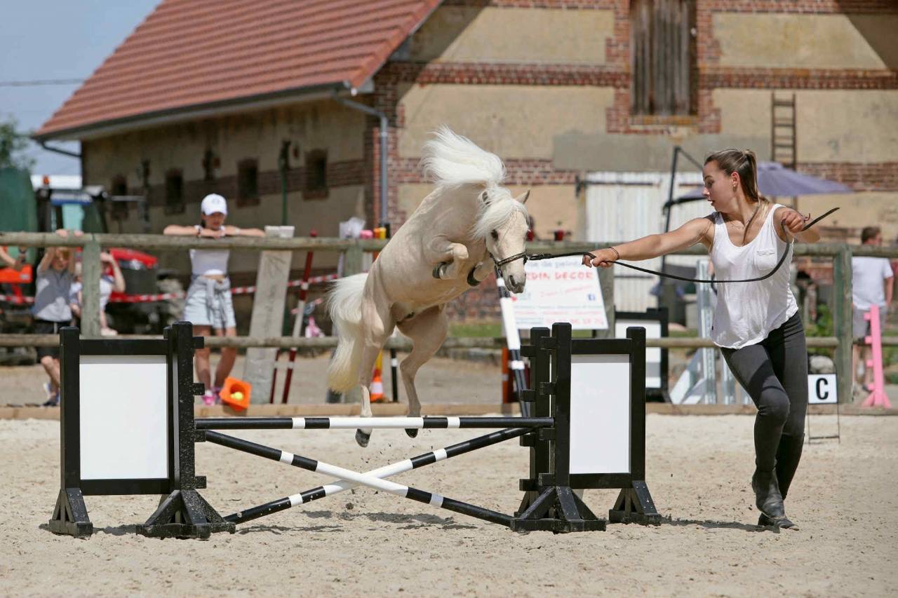 Merrie American Walking Te koop 2022 Palomino ,  Natsir Echo