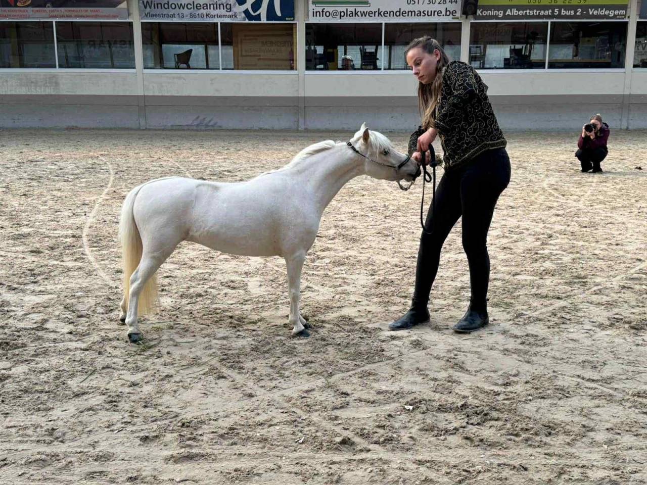 Merrie American Walking Te koop 2022 Palomino ,  Natsir Echo