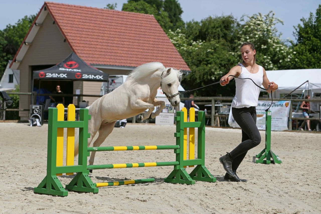 Merrie American Walking Te koop 2022 Palomino ,  Natsir Echo