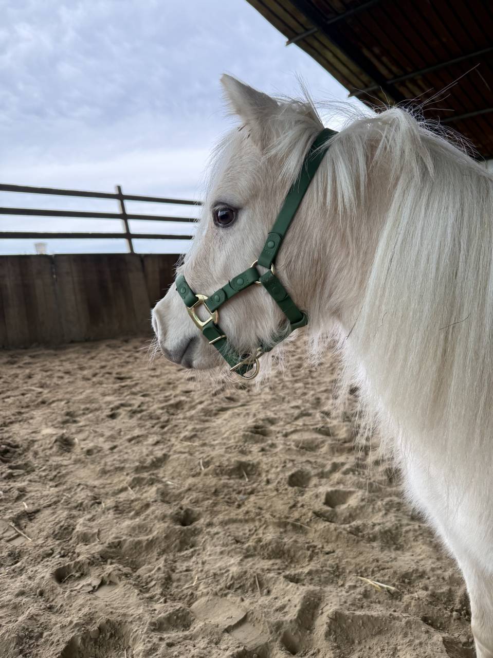 Merrie American Walking Te koop 2022 Palomino ,  Natsir Echo