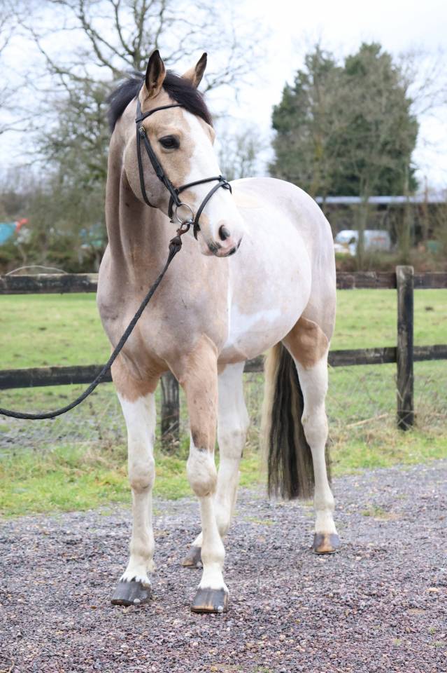 Ruin Selle Fran&ccedil;ais Te koop 2018 Bont ,  Eldorado Van de RIB 