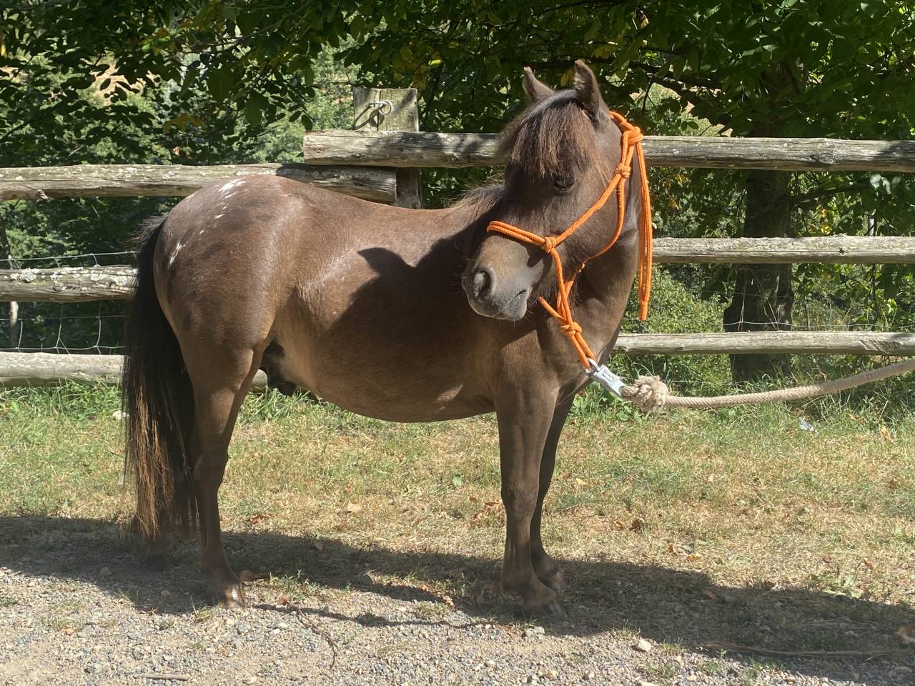 Hengst Bekend ras Te koop 2022 Appaloosa