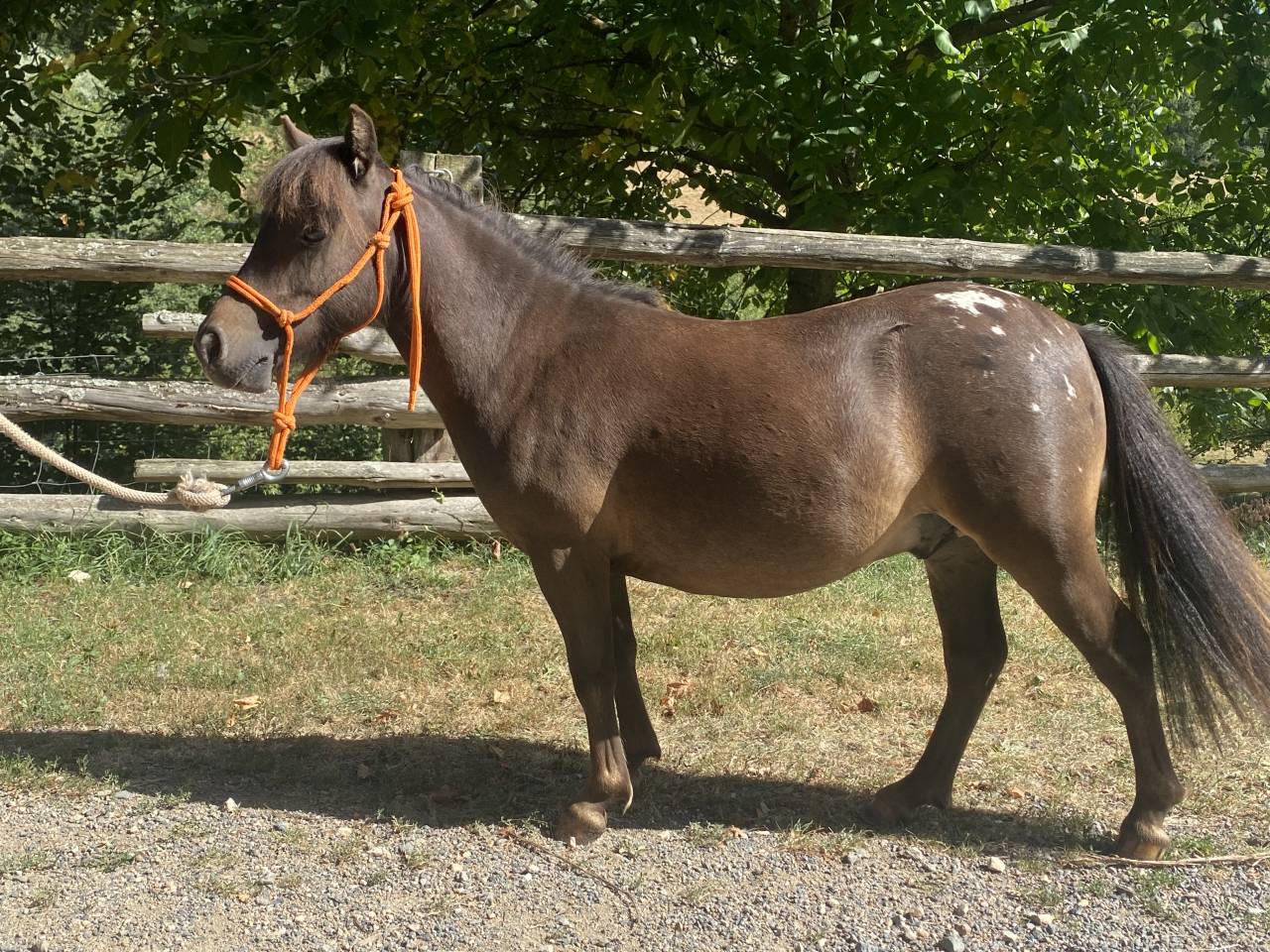 Hengst Bekend ras Te koop 2022 Appaloosa